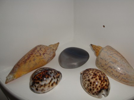 Pedra e Conchas utilizadas em algumas terapias